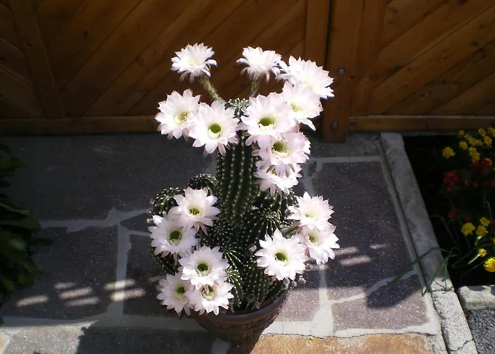 Haus Gruenbergblick Lejlighed Mayrhofen