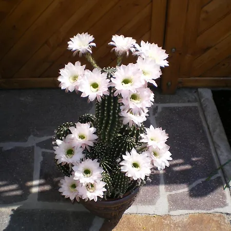 Haus Gruenbergblick Апартаменти Майргофен